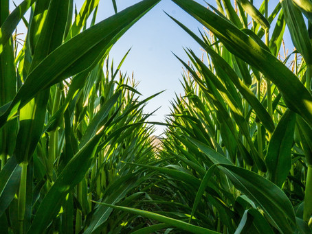 8 reasons to use precision data for crop insurance