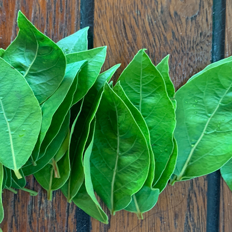 An Herb Garden for South Florida