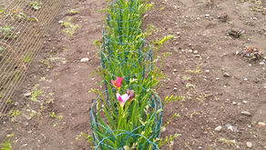 John's Gardening Diary (26/06/20)