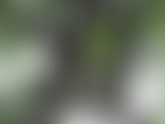 龍神の木にハクビシン