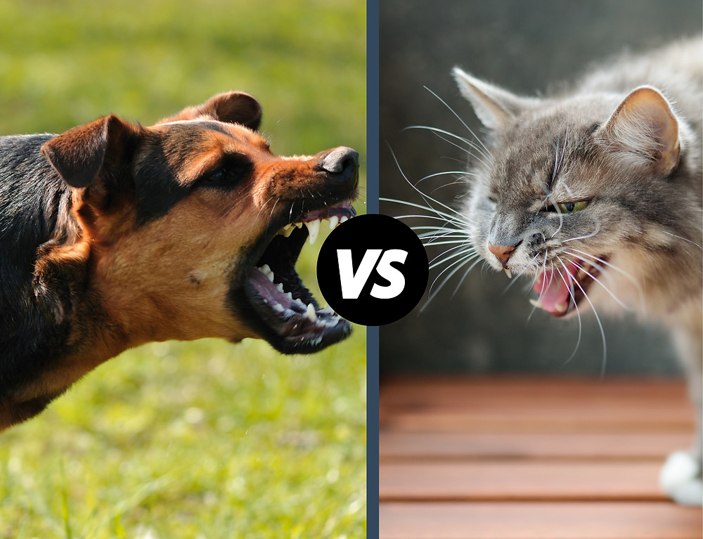 Chien Contre Chat Lequel Est Le Plus Intelligent