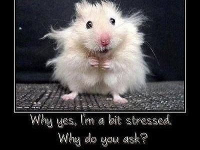 Stress Relief Anyone?
