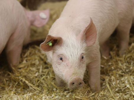 受非洲豬瘟影響 預計中國將增加紐紅肉進口