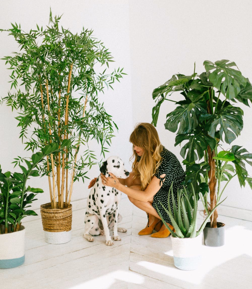 Common Houseplants That are Toxic for Dogs