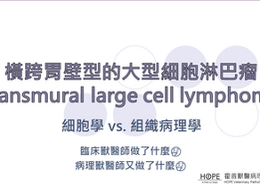 橫跨胃壁型的大型細胞淋巴瘤(transmural large cell lymphoma)