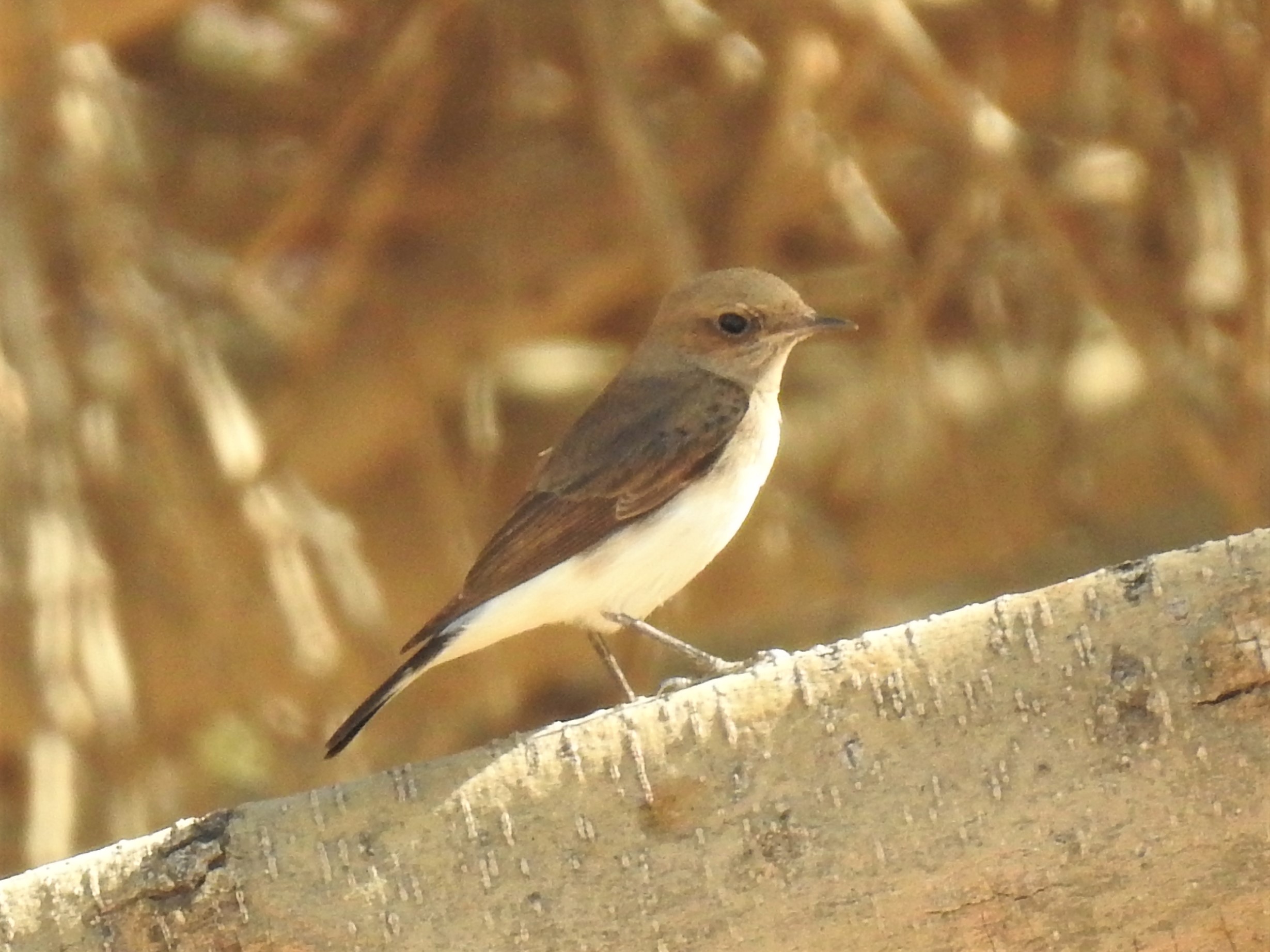 Wheatear/Flycatcher ID - Sall Ala, Musandam - 15 November 2019 content media
