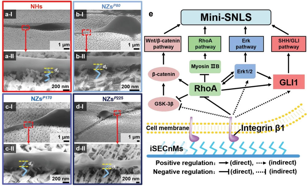 Our technology published in Advanced Science (IF: 15.8)
