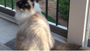 Give your pet a vacation with Phoebe's Pampered Pets! 