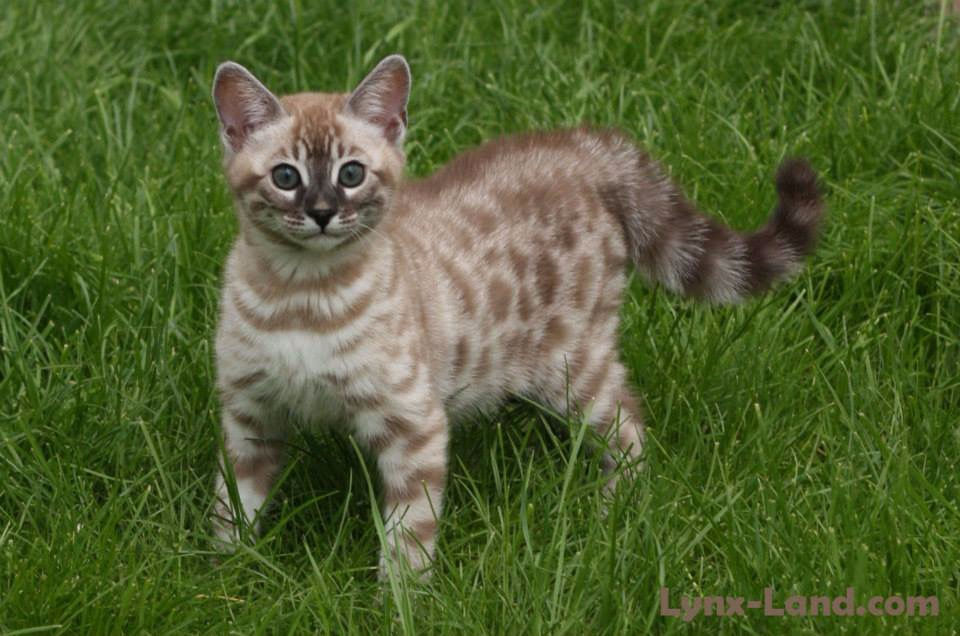 Silver bengal cat genetic