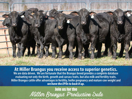 Miller Brangus Production Sale