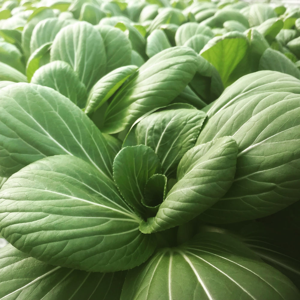 Mini Bok Mini Bok Choi | Sweetleaf Farm