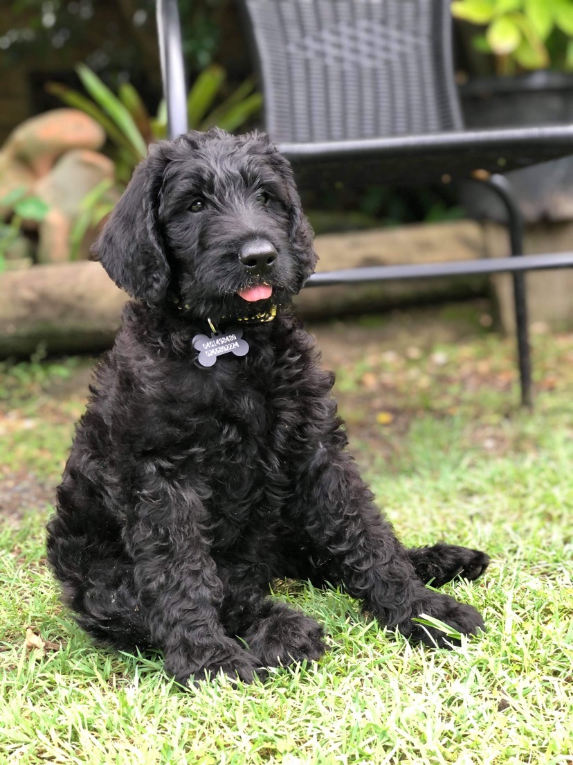 Pancho. content media