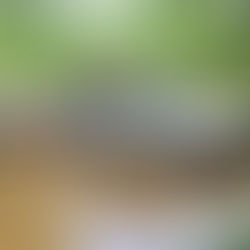 PORTLAND ROADS ...... cape york