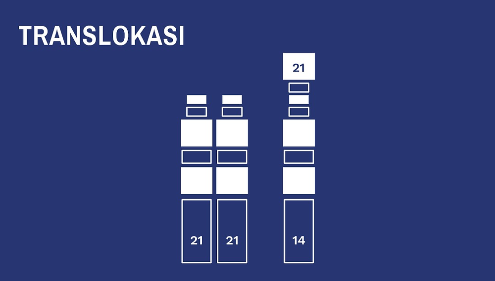 Susunan kromosom pada Translokasi
