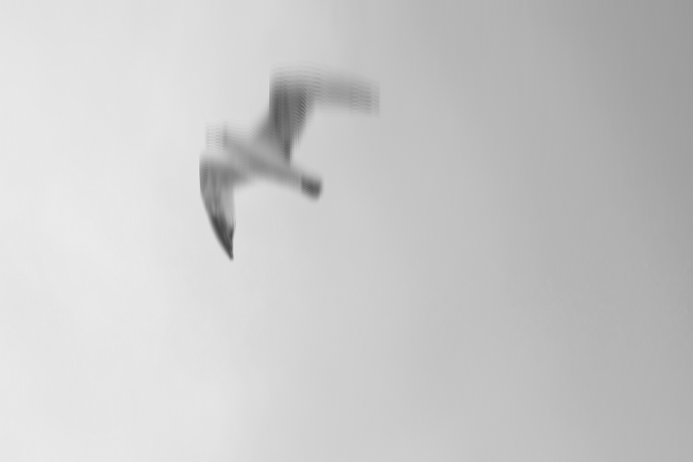Seagull photo 50mm