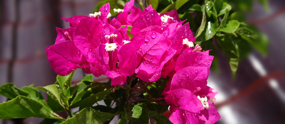 今年も咲いてくれた。 2020.8.14 Fri