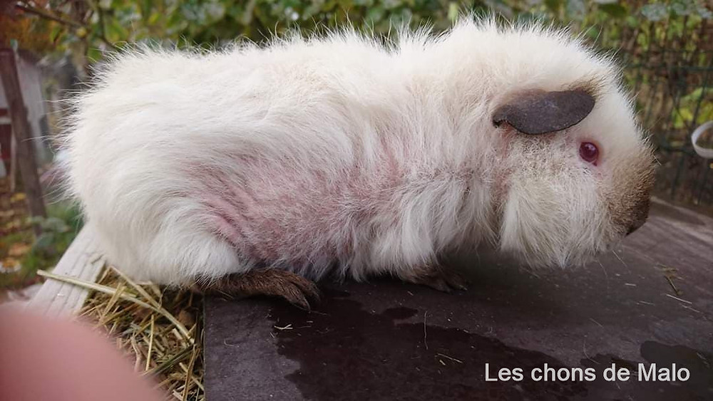 Les Problemes Et Maladies De Peaux Les Plus Courantes Chez Le Cochon D Inde Les Problemes Et Maladies De Peaux Les Plus Courantes Chez Le Cochon D Inde