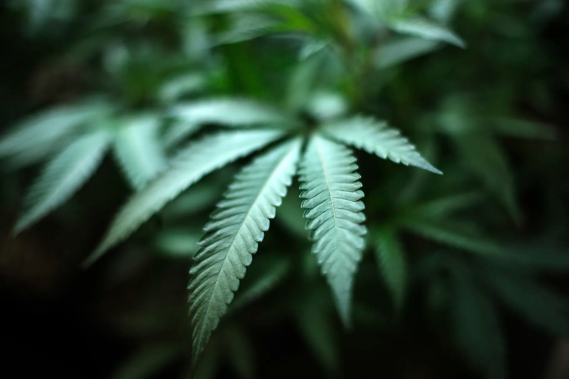 Michigan mids company Sozo Health are BIG mad they can't use Illinois"slave master clause" to their advantage so they sue like some Lames content media