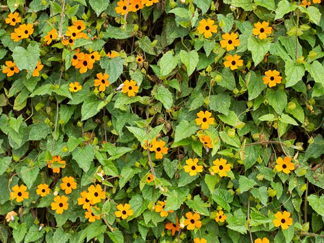 Wisdom of Flowers - Part 1