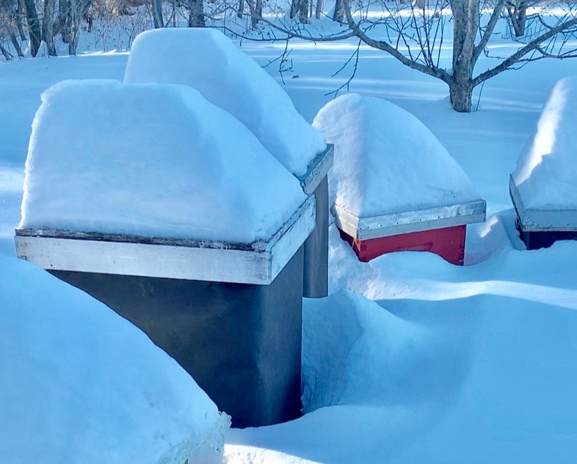 Beehives in winter, covered with snow