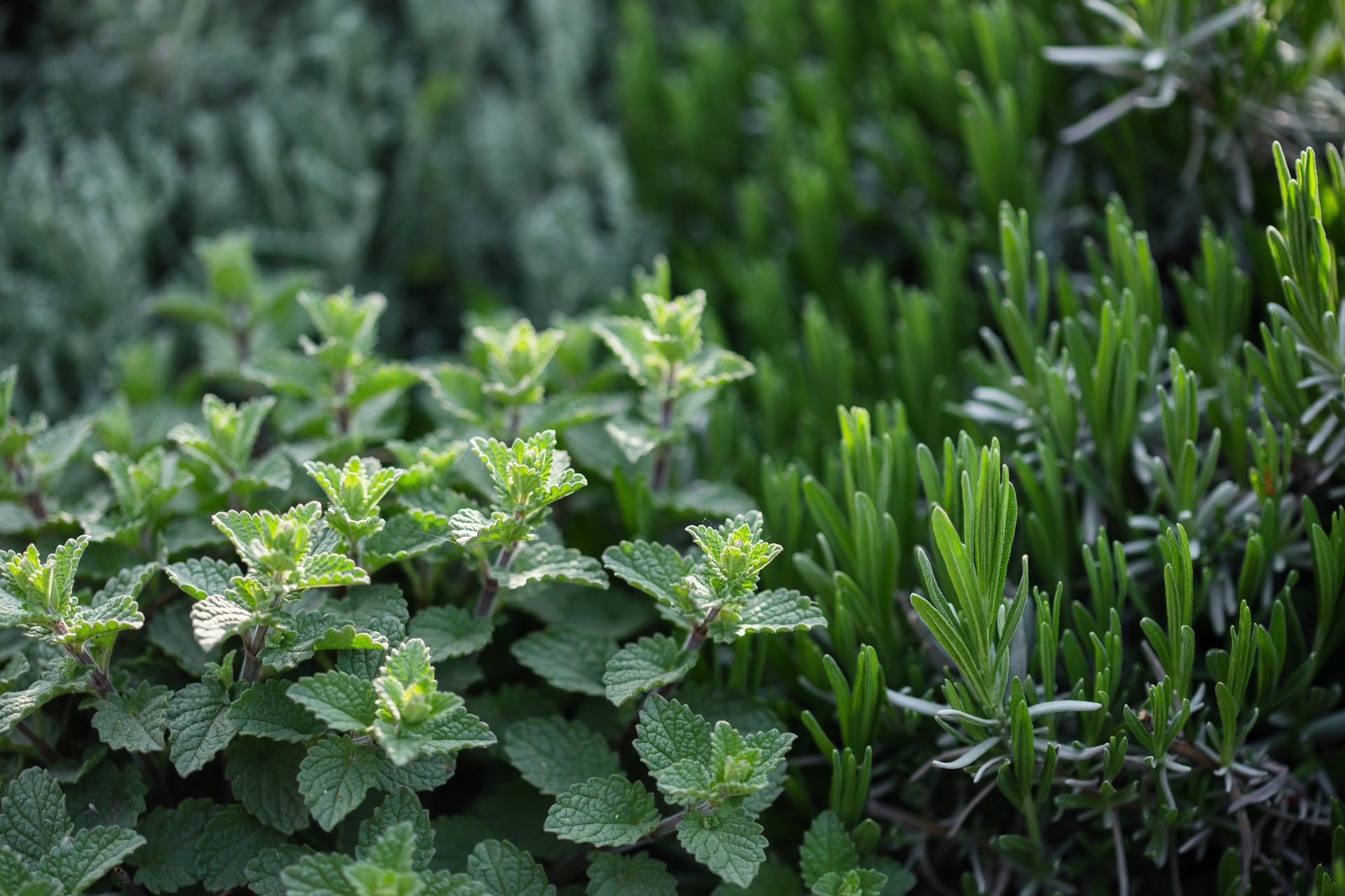 What are the top plants to keep away mosquitos? content media