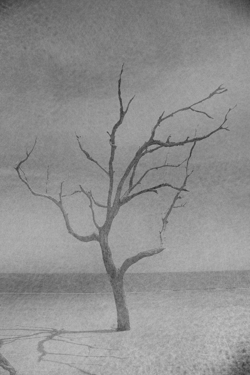deadtree.jpeg