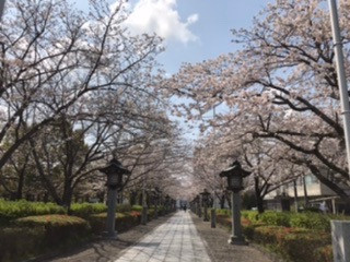 桜の季節part3