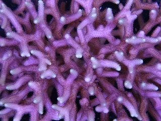 Coral Bird´s Nest