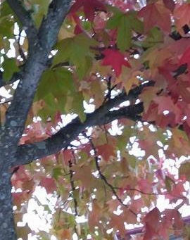 Poesia, salvadora de almas