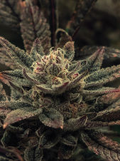 MANDARIN COOKIES
HÍBRIDA - INDICA
“Colores y sabores que medican”
				por: Mr. Sens