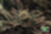 MANDARIN COOKIES
HÍBRIDA - INDICA
“Colores y sabores que medican”
por: Mr. Sens