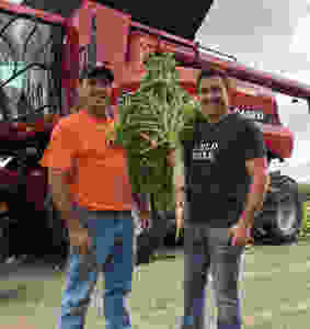 Brian (left) and Mitchell Hora (right) with their massive tillage radish that was planted as part of the June interseeded cover crop.