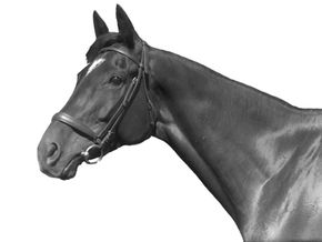 Exterminator: The Goat