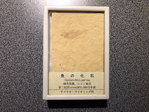 【魚の化石・始新世(約５０００万年前)・アメリカ・ワイオミング州産】