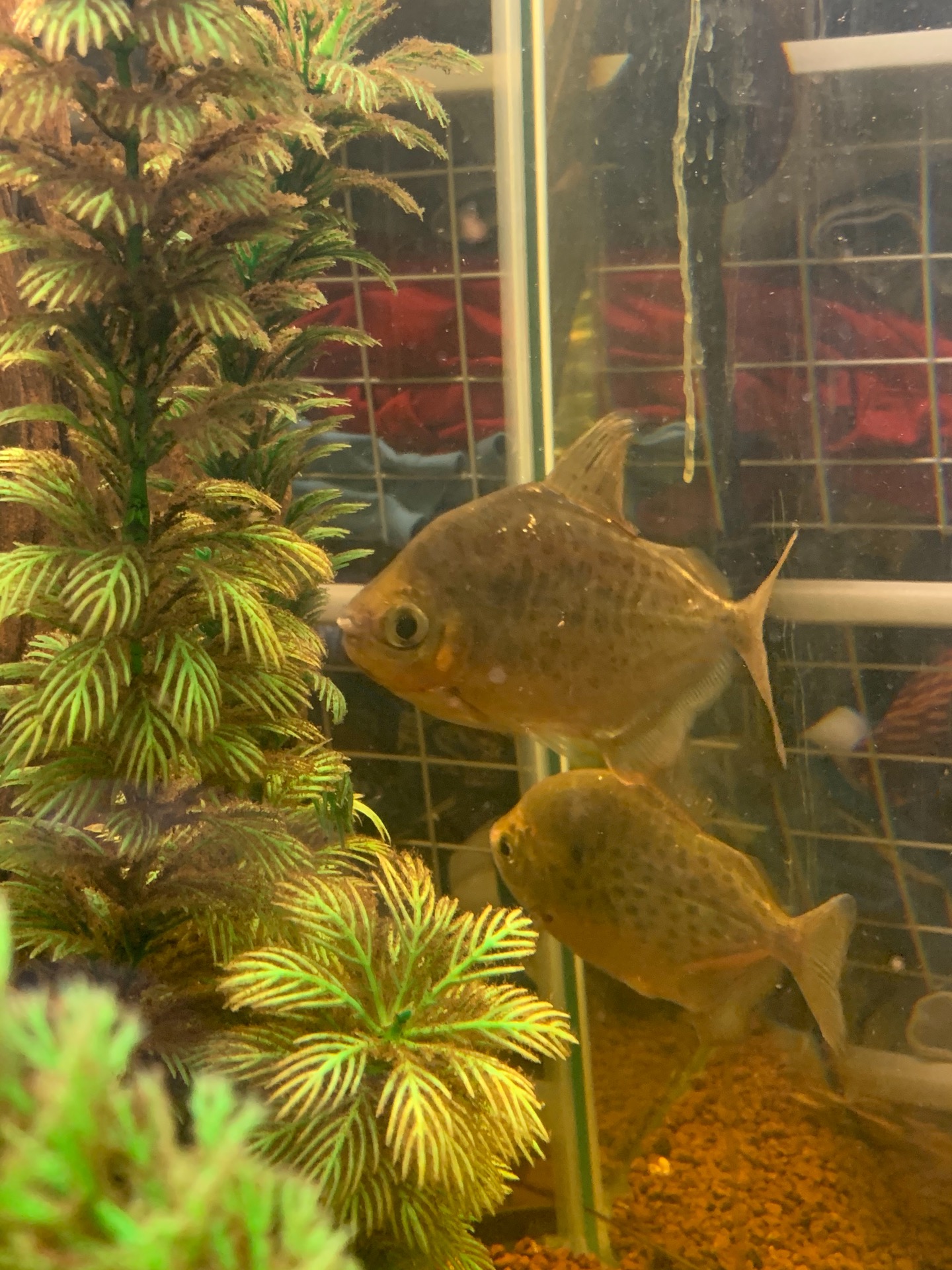 Free Fish!!! content media