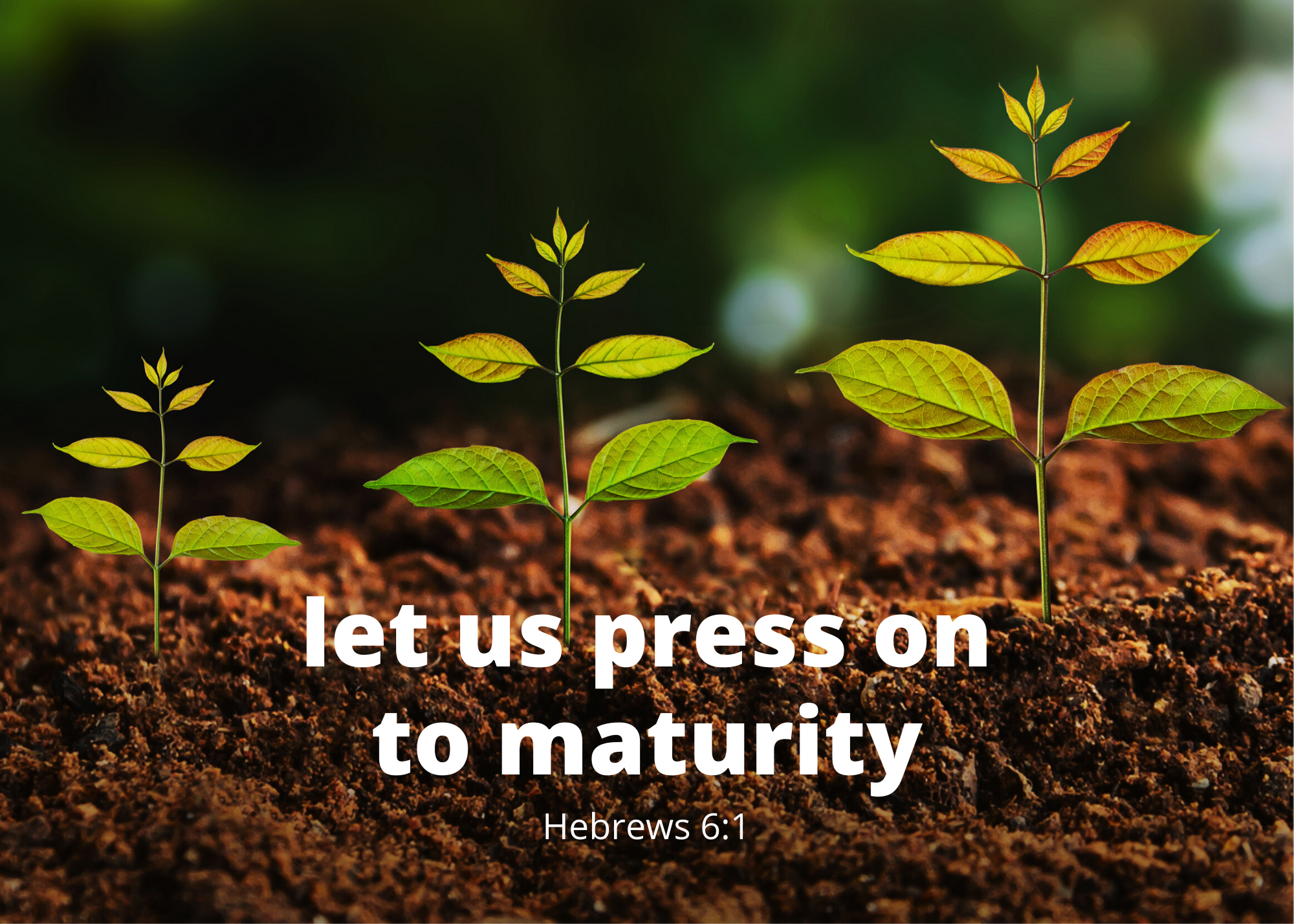 PART 1: LET'S PRESS ON
TO MATURITY (Hebrews 6:1) content media