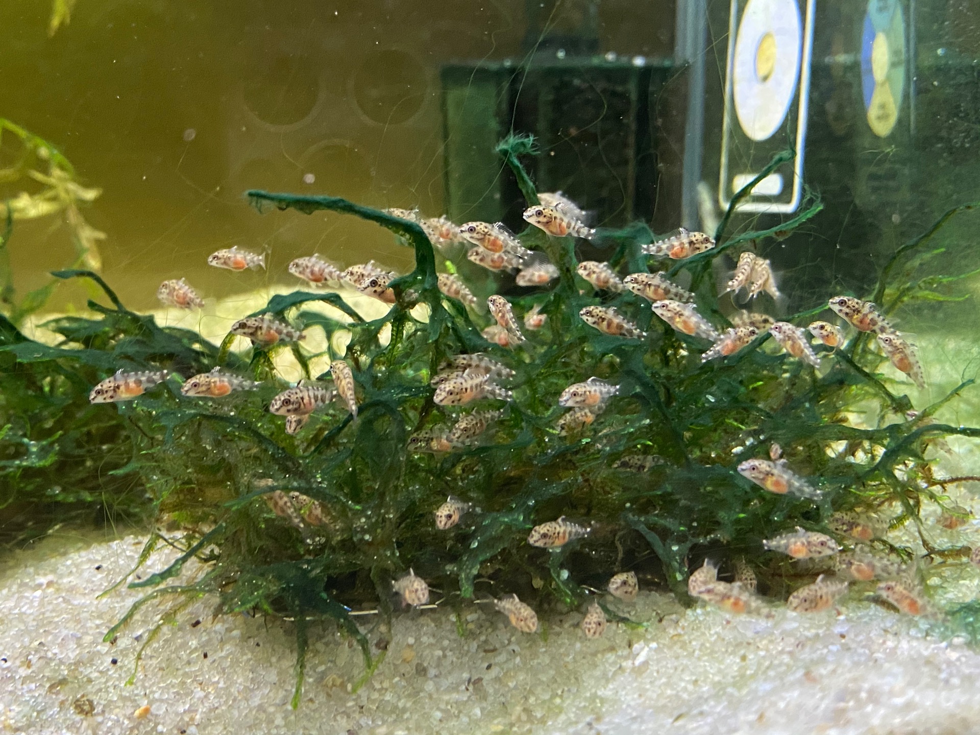 Beautiful breeding pair of kribensis content media