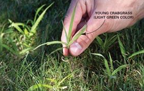How to Get Rid of Crabgrass