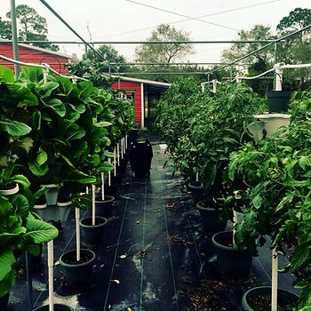 Outdoor vertical gardens make it easy to grow you own produce at home. Zero food miles and waste, easy to set up and mainatin. Use Hydroponics Aquaponics or Vertical farmingFood production shortages and home