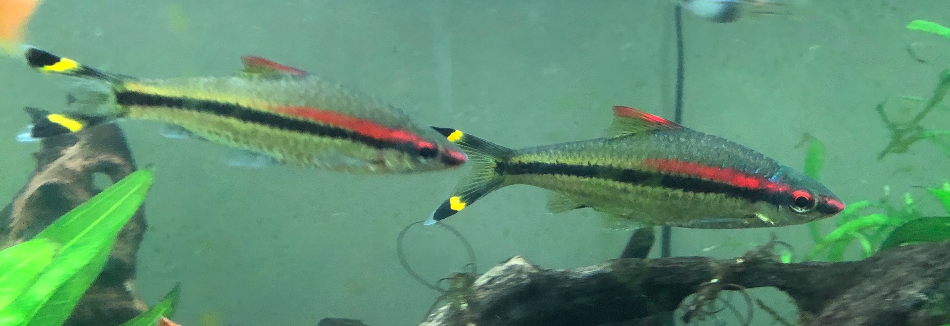 Assorted Fish Available content media