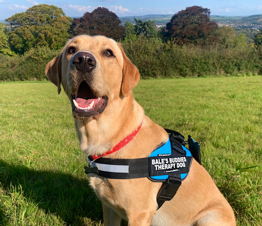 13 Ways How a Therapy Dog Can Help a Child With Autism I Bale's Buddies