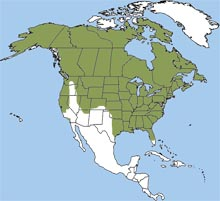 ree