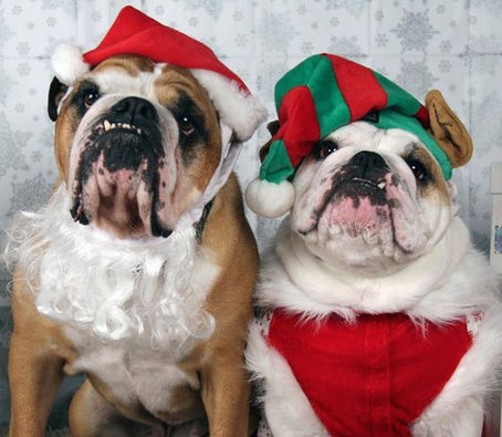 Panettoni of my heart