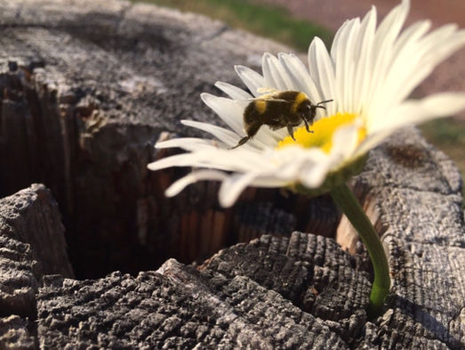 Home Remedies Debunked: Do I Really Need a Spoonful of Honey a Day?