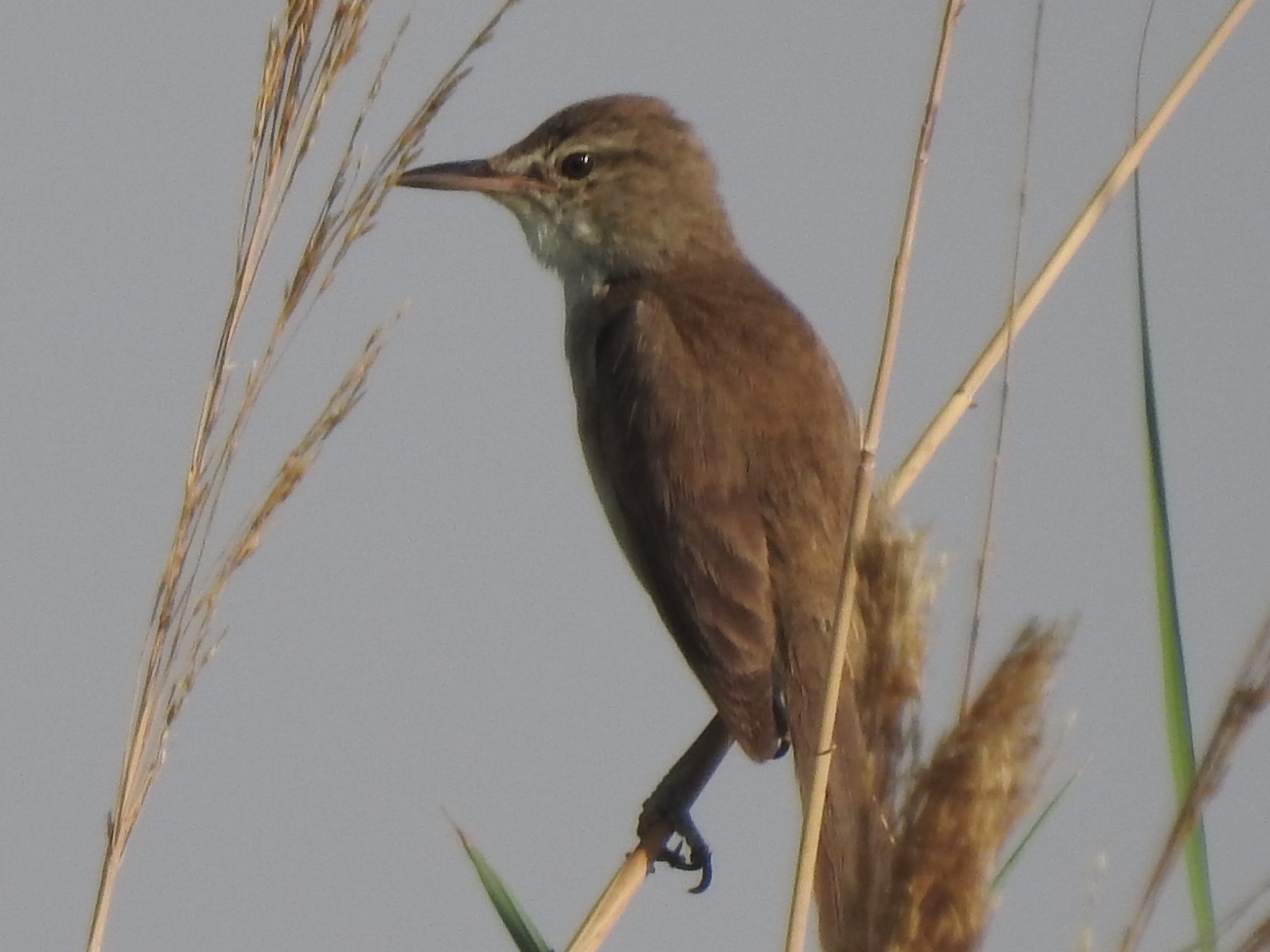 A wader and a warbler content media