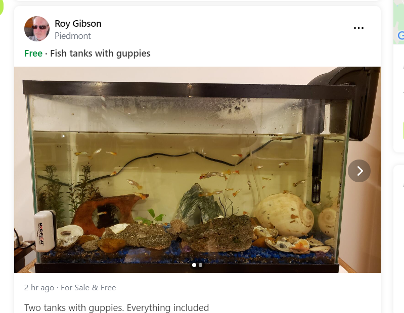 Free guppies in Haymarket/Gainsville area content media