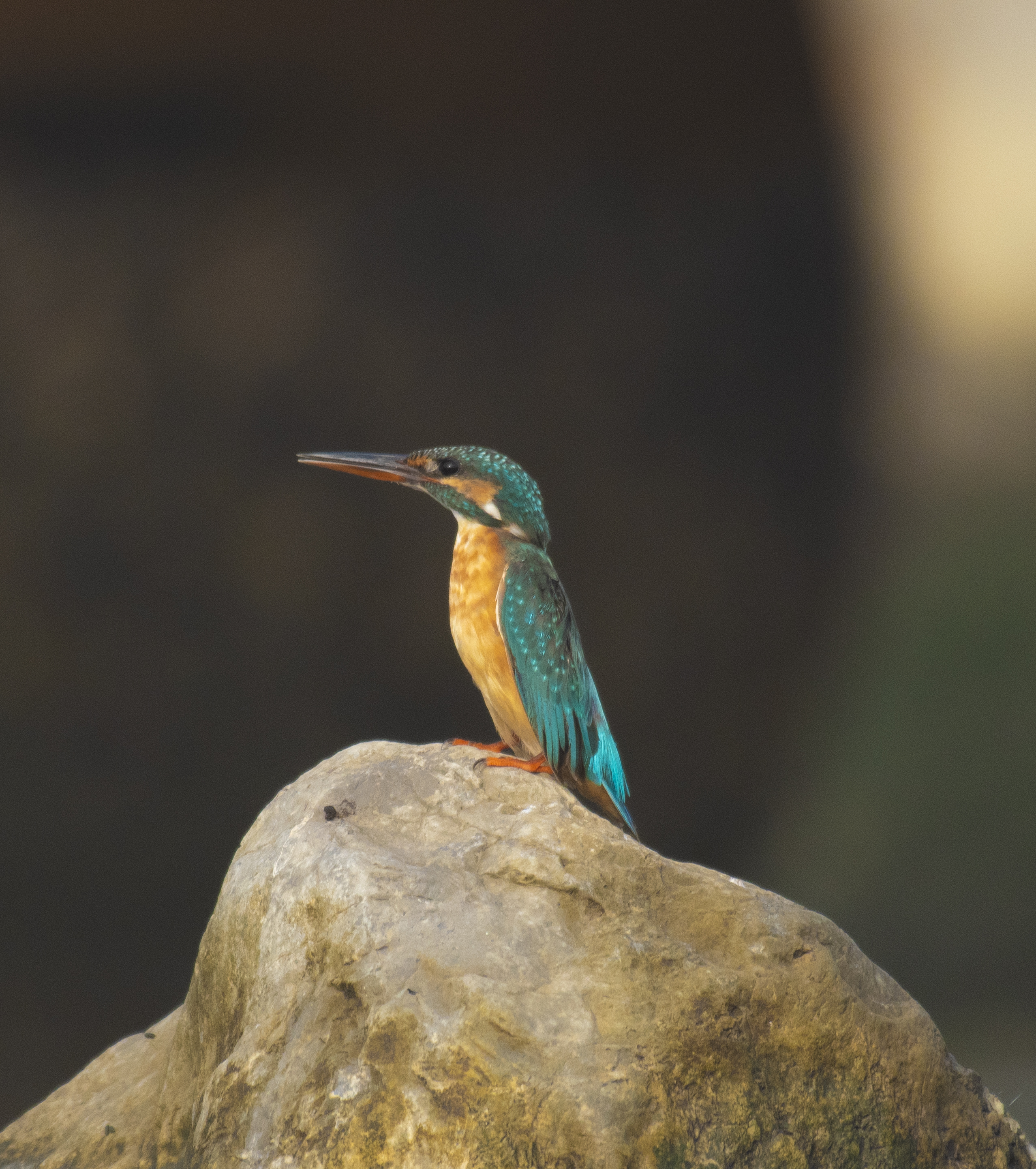 Ras Al-Khaimah - October 18, 2019
content media