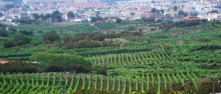 Medidas económicas y sociales: Ahora más que nunca estamos contigo Santa Úrsula.