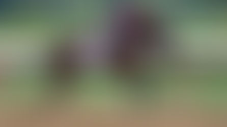 Pedigree-query Numbers are Incorrect