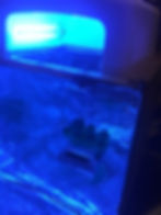 Box with tinfoil lined inside, printed dice with supports on plastic stand, UV light on top of box
